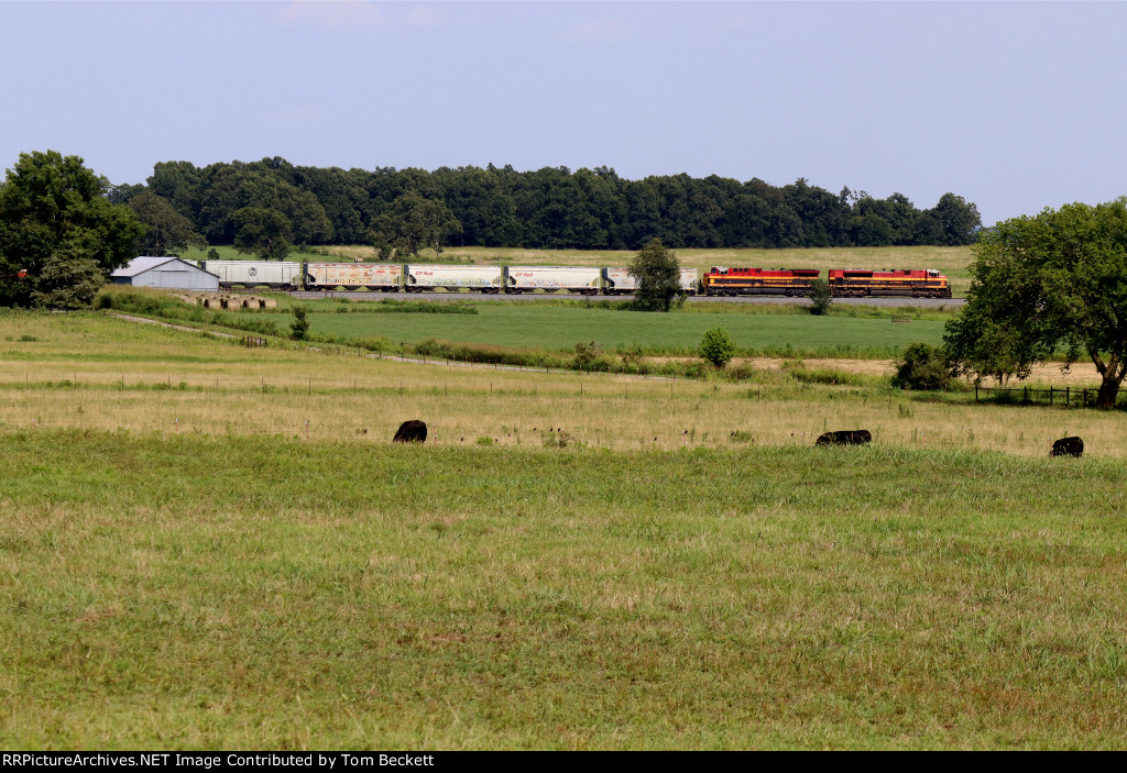 Bucolic scene